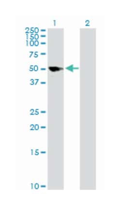 glial fibrillary acidic protein, Rabbit, Purified MaxPab Polyclonal Antibody,