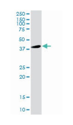 glial fibrillary acidic protein, Rabbit, Purified MaxPab Polyclonal Antibody,