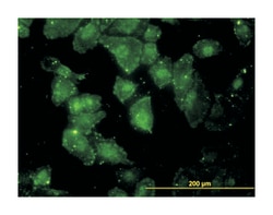 GCLC, Mouse, Clone: 3H1, Abnova 100&mu;g; Unlabeled:Antibodies, Monoclonal