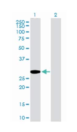 glutamate-cysteine ligase, modifier subunit, Rabbit, Purified MaxPab Polyclonal