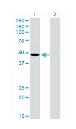 melanin-concentrating hormone receptor 1, Rabbit, Purified MaxPab Polyclonal