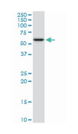 protein disulfide isomerase family A, member 3, Mouse, Purified MaxPab Polyclonal Antibody, Abnova 50 &mu;g | Buy Online | Abnova | Fisher Scientific