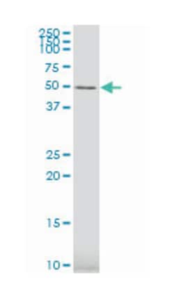 G-rich RNA sequence binding factor 1, Mouse, Polyclonal Antibody, Abnova