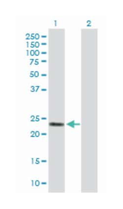 glutathione S-transferase alpha 2, Mouse, Purified MaxPab Polyclonal Antibody,