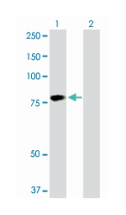 hyaluronan binding protein 2, Rabbit, Purified MaxPab Polyclonal Antibody,