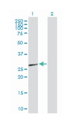 homeobox B9, Rabbit, Purified MaxPab Polyclonal Antibody, Abnova 100&mu;g;