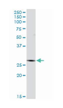 isopentenyl-diphosphate delta isomerase 1, Rabbit, Purified MaxPab Polyclonal