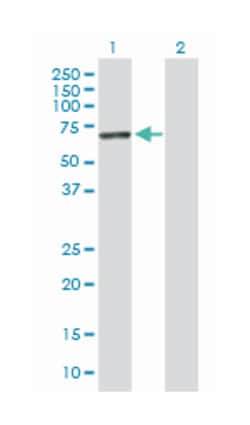 interferon-induced protein with tetratricopeptide repeats 3, Rabbit, Purified MaxPab™ Polyclonal Antibody, Abnova™