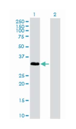 interleukin 1, alpha, Rabbit, Purified MaxPab™ Polyclonal Antibody, Abnova™
