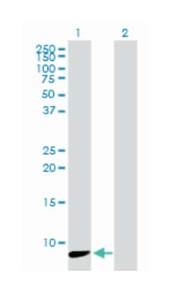 NDUFA3, Mouse, Purified MaxPab Polyclonal Antibody, Abnova 50&mu;g; Unlabeled:Antibodies,