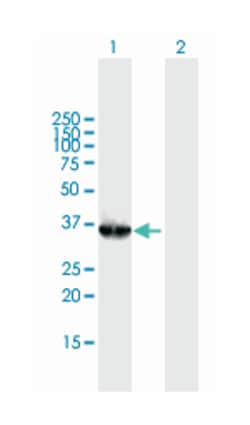 8-oxoguanine DNA glycosylase, Mouse, Purified MaxPab Polyclonal Antibody,