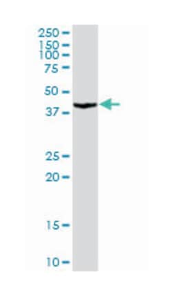 proliferation-associated 2G4, Rabbit, Purified MaxPab Polyclonal Antibody,