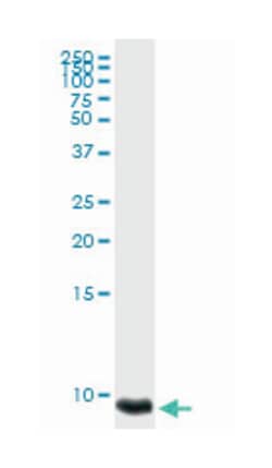 platelet factor 4, Rabbit, Purified MaxPab Polyclonal Antibody, Abnova 100 &mu;g | Buy Online | Abnova | Fisher Scientific
