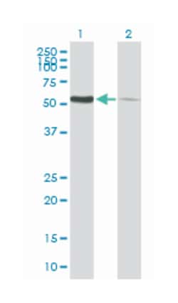 protein disulfide isomerase family A, member 3, Mouse, Purified MaxPab Polyclonal Antibody, Abnova 50 &mu;g | Buy Online | Abnova | Fisher Scientific