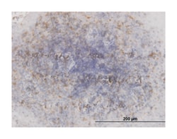 glycogen synthase kinase 3 beta, Mouse, Clone: 1H3, Abnova&trade;