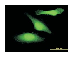 glycogen synthase kinase 3 beta, Mouse, Clone: 1H3, Abnova&trade;