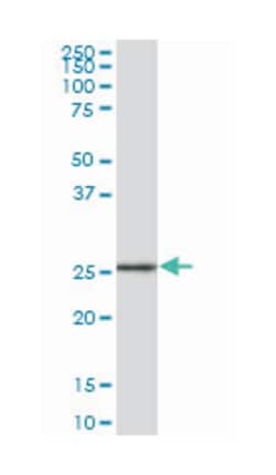 glutathione S-transferase alpha 2, Mouse, Purified MaxPab Polyclonal Antibody,