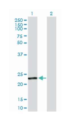 GSTA4, Rabbit, Purified MaxPab Polyclonal Antibody, Abnova 100 &mu;g | Buy Online | Abnova Corporation | Fisher Scientific