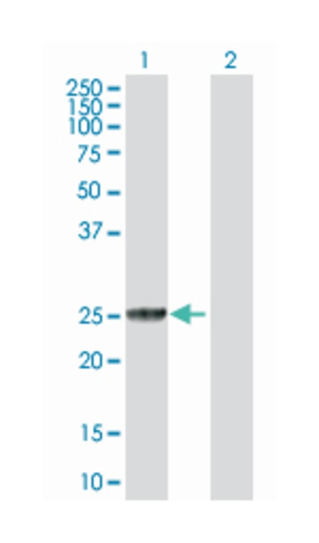 ghk cu injectable safety evidence GHK-Cu Scalp Solution