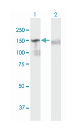 GTF2I, Mouse, Polyclonal Antibody, Abnova 50 &mu;L | Buy Online | Abnova | Fisher Scientific