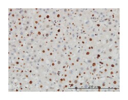 H3 histone, family 3B (H3.3B), Mouse, Clone: 2D7-H1, Abnova 100&mu;g; Unlabeled:Antibodies,