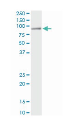 HAL, Mouse, Clone: 4F2, Abnova 100&mu;g; Unlabeled:Antibodies, Monoclonal