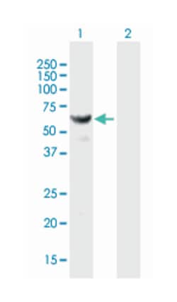 HARS (B01), Mouse anti-Human, Polyclonal Antibody, Abnova 50 &mu;L | Buy Online | Abnova Corporation | Fisher Scientific