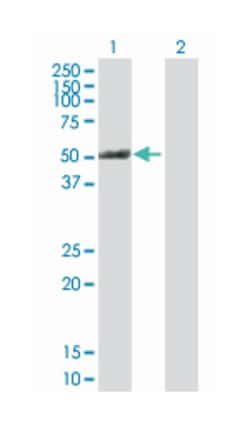 PTK6 protein tyrosine kinase 6, Mouse, Purified MaxPab Polyclonal Antibody,