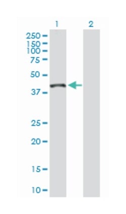 ribonuclease/angiogenin inhibitor 1, Rabbit, Purified MaxPab Polyclonal