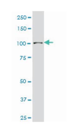 Sp3 transcription factor, Mouse, Clone: 2F6, Abnova 100&mu;g; Unlabeled:Antibodies,