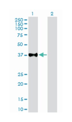 upstream transcription factor 2, c-fos interacting, Rabbit, Purified MaxPab