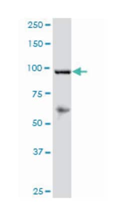 reversion-inducing-cysteine-rich protein with kazal motifs, Mouse, Polyclonal