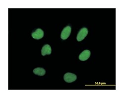 interleukin enhancer binding factor 2, 45kDa, Mouse, Purified MaxPab Polyclonal