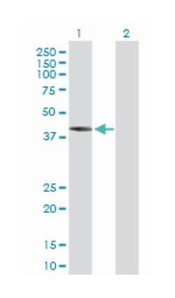 isovaleryl Coenzyme A dehydrogenase, Mouse, Purified MaxPab Polyclonal