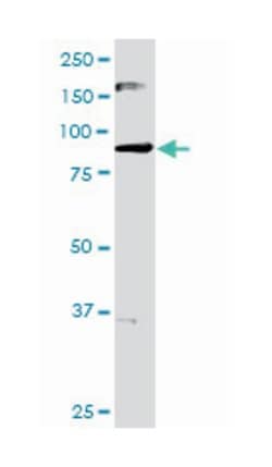 MAP/microtubule affinity-regulating kinase 3, Rabbit, Purified MaxPab Polyclonal