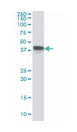 muscleblind-like (Drosophila), Mouse, Clone: 1D11, Abnova 100&mu;g; Unlabeled:Antibodies,