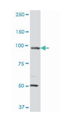 MCM3, Mouse, Clone: 4F7, Abnova 200&mu;L; Unlabeled:Antibodies, Monoclonal
