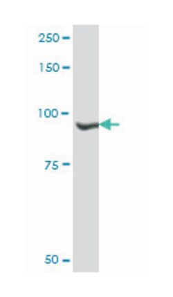 nuclear VCP-like, Mouse, Purified MaxPab Polyclonal Antibody, Abnova 50&mu;g;