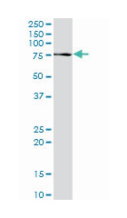 proprotein convertase subtilisin/kexin type 2, Rabbit, Purified MaxPab