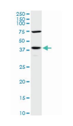 pyruvate dehydrogenase (lipoamide) alpha 1, Mouse, Purified MaxPab Polyclonal