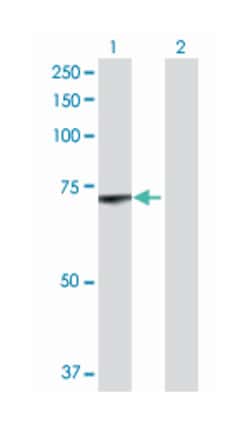 lamin B1, Mouse, Polyclonal Antibody, Abnova 50&mu;L; Unlabeled:Antibodies