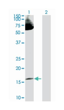 LIM domain only 2 (rhombotin-like 1), Rabbit, Purified MaxPab Polyclonal