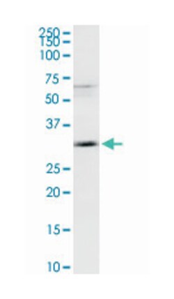 melanoma antigen family A, 9, Rabbit, Purified MaxPab Polyclonal Antibody,