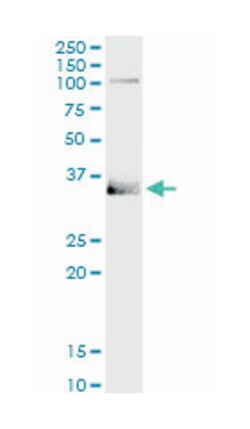 MSX1, Rabbit, MaxPab Polyclonal Antibody, Abnova 100 &mu;L | Buy Online | Abnova Corporation | Fisher Scientific