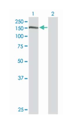 nidogen 1, Rabbit, Purified MaxPab Polyclonal Antibody, Abnova 100&mu;g;