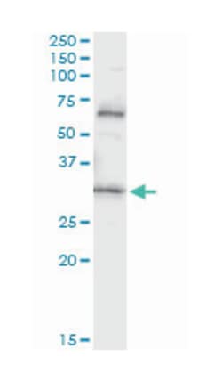 PDYN, Mouse, Clone: 2E12, Abnova 100&mu;g; Unlabeled:Antibodies, Monoclonal