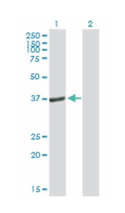 peroxisomal biogenesis factor 19, Mouse, Purified MaxPab Polyclonal Antibody, Abnova 50 &mu;g | Buy Online | Abnova Corporation | Fisher Scientific