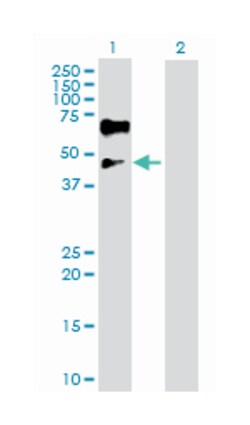 ISL LIM homeobox 1, Rabbit, Purified MaxPab Polyclonal Antibody, Abnova