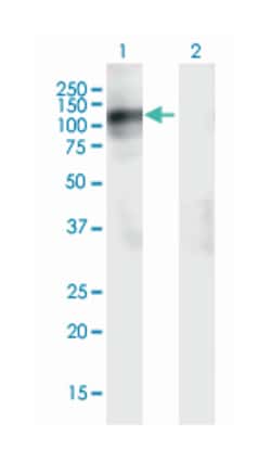myelin associated glycoprotein, Mouse, Polyclonal Antibody, Abnova 50&mu;L;