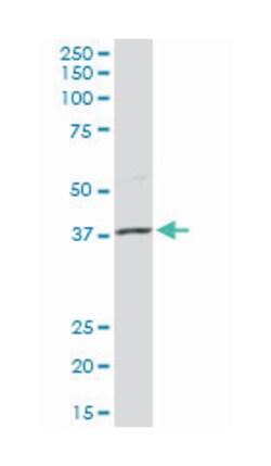 musashi homolog 1 (Drosophila), Rabbit, Purified MaxPab Polyclonal Antibody,